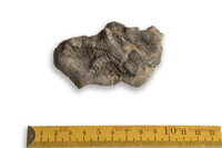 F 08838
<br/>
<br/>
<em></em>